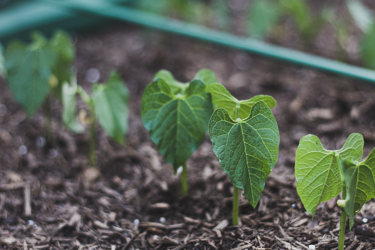 Comment créer un potager surélevé dans son jardin facilement ?
