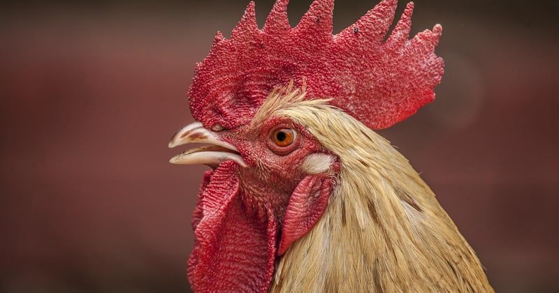 Aiguillette de poulet airfryer : la recette ultra croustillante en 15 minutes