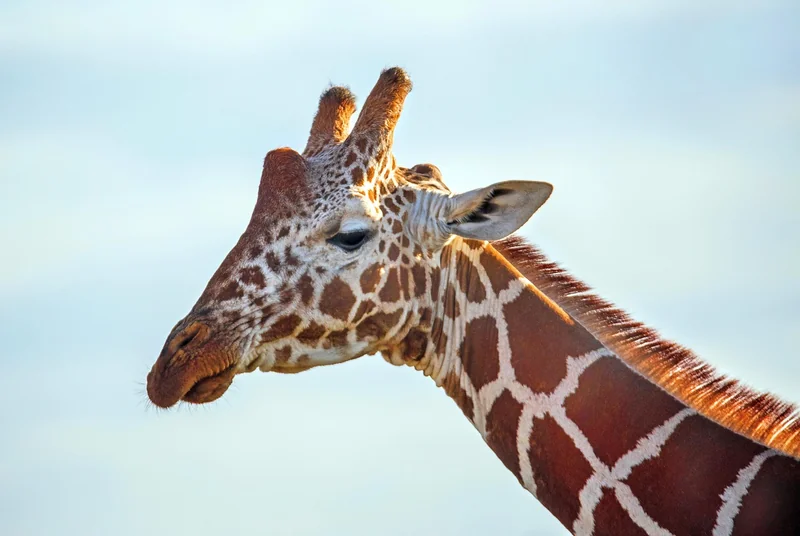 Pourquoi utiliser une ponceuse girafe ?